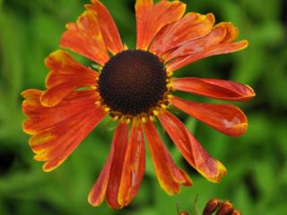 Helenium hybride 'Waltraut'