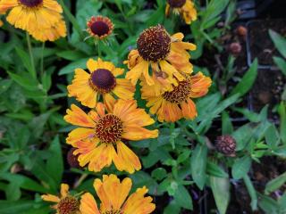 Helenium hybride 'Wyndley'