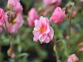 Helianthemum hybride 'Annabel'