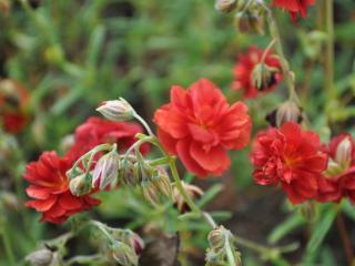 Helianthemum hybride 'Amabile Plenum'