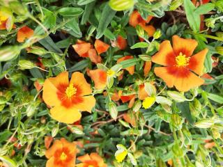 Helianthemum  'Ben Hekla'