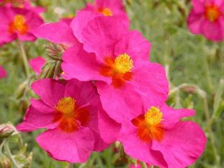 Helianthemum  'Ben Hope'