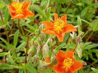 Helianthemum hybride 'Bronzeteppich'