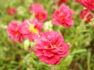 Helianthemum hybride 'Cerise Queen'