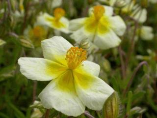 Helianthemum hybride 'Elfenbeinglanz'