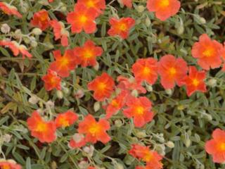 Helianthemum hybride 'Fire Dragon'