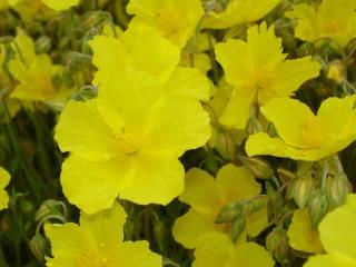 Helianthemum hybride 'Golden Queen'