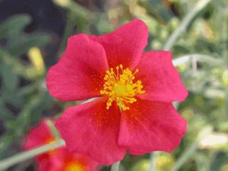 Helianthemum hybride 'Henflield Brillant'