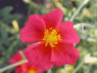 Helianthemum hybride 'Henflield Brillant'