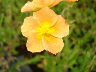 Helianthemum  'Honeymoon'