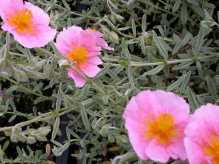 Helianthemum hybride 'Prima Donna'