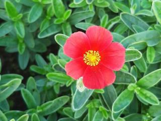 Helianthemum hybride 'Red Dragon'