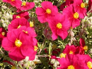 Helianthemum hybride 'Red Orient'