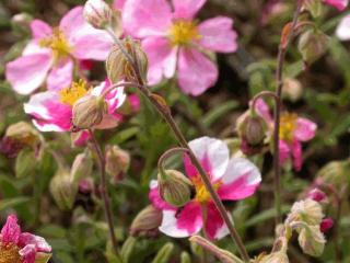 Helianthemum hybride 'Raspberry Ripple'