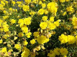 Helianthemum hybride 'Sulphureum Plenum'