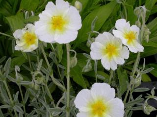 Helianthemum hybride 'The Bride'