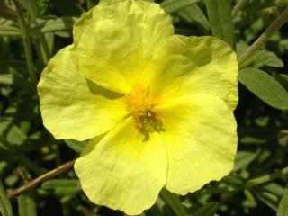 Helianthemum hybride 'Wisley Primrose'