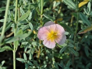 Helianthemum hybride 'Rhodanthe Carneum'