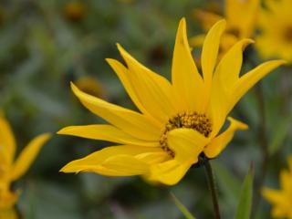 Helianthus atrorubens