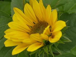 Helianthus decapetalus 'Capenoch Star'