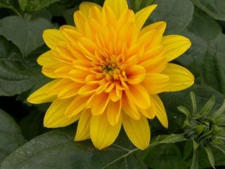 Helianthus decapetalus 'Plenus'