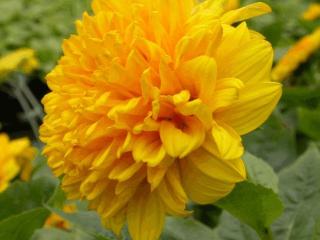 Helianthus decapetalus 'Soleil d'Or'