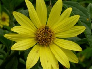 Helianthus hybride 'Lemon Queen'