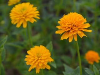 Heliopsis heliantoides 'Asahi'