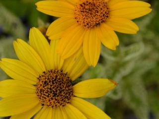 Heliopsis helianthoïdes 'Loraine Sunshine'