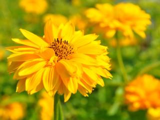 Heliopsis heliantoides 'Sommersonne'