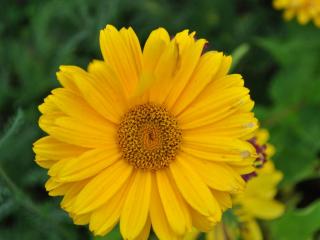 Heliopsis heliantoides 'Venus'