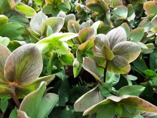 Helleborus ericsmithii 'Ivory Prince' (PBR)