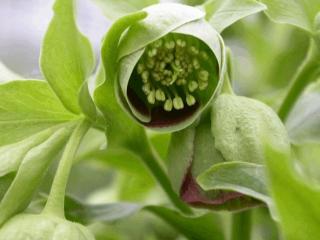 Helleborus foetidus