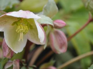 Helleborus nigercors 'Pink Beauty'(PBR) P2L