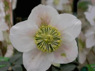 Helleborus niger