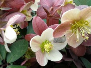 Helleborus nigercors (x) 'Candy Love'(PBR)