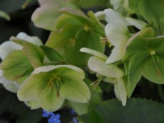 Helleborus nigercors 'Snow Love'(PBR) P2L