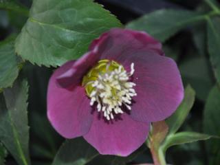 Helleborus orientalis