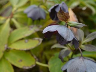 Helleborus orientalis 'Blue Lady'
