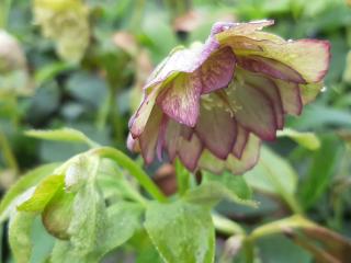 Helleborus orientalis 'Double Green'