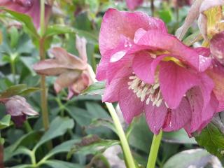 Helleborus orientalis 'Double Pink'