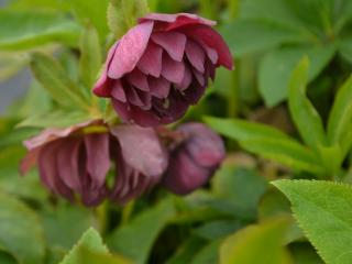 Helleborus orientalis 'Double Red'