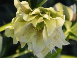 Helleborus orientalis 'Double White'