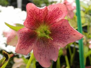 Helleborus orientalis 'Pink Lady'