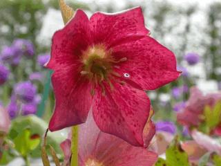 Helleborus orientalis 'Red Lady'