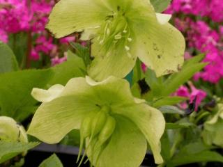 Helleborus orientalis 'White Lady'