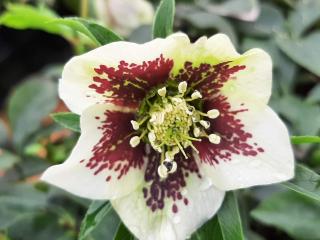 Helleborus orientalis 'White Lady Spotted'