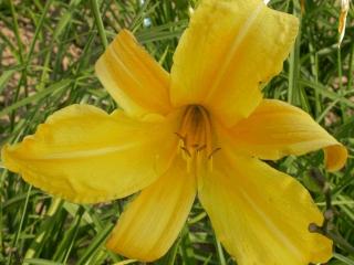 Hemerocallis citrina