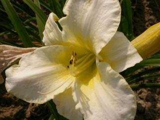 Hemerocallis hybride 'Arctic Snow'