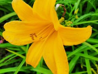 Hemerocallis hybride 'Aten'